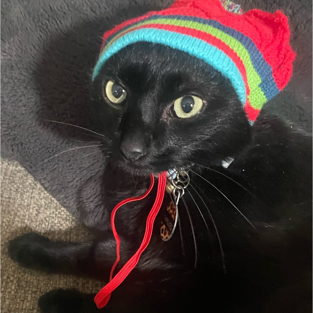 Pom Pom Red Knitted Dog/Cat Hat